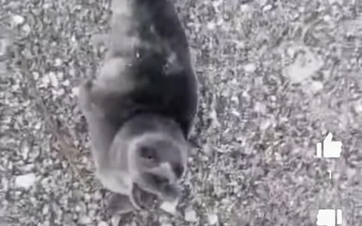 Кадр из видео