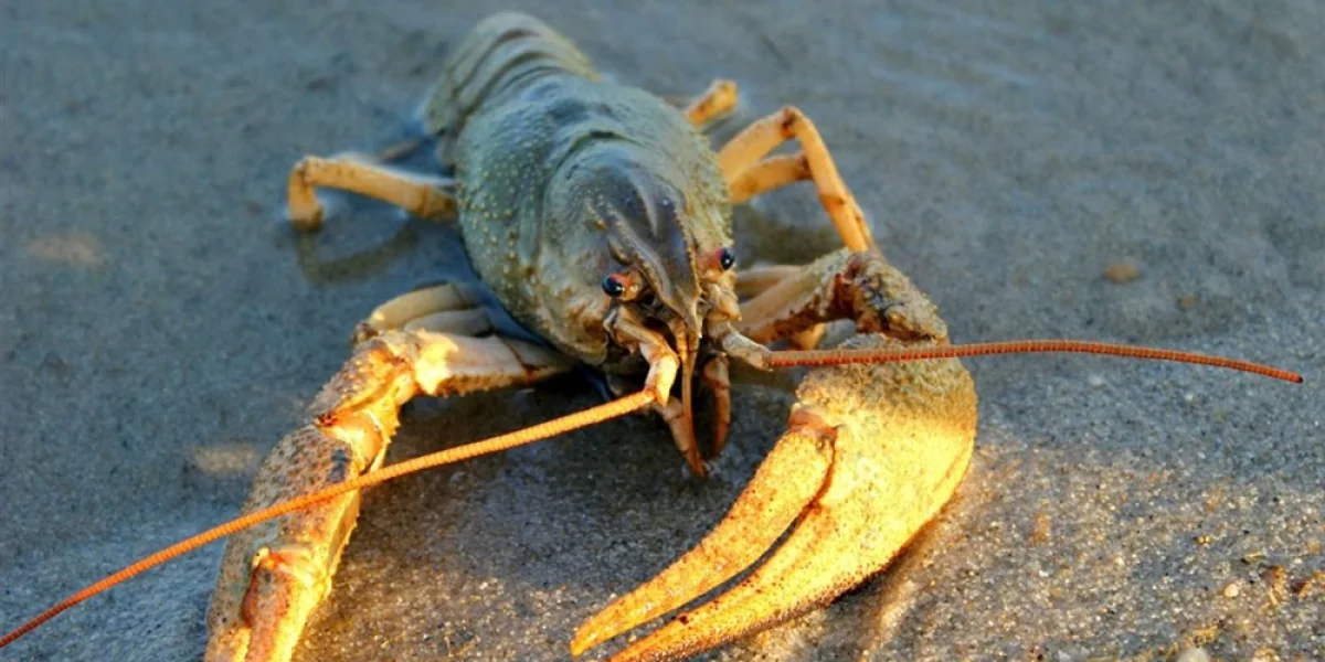 Фото: Web-Zoopark.Ru