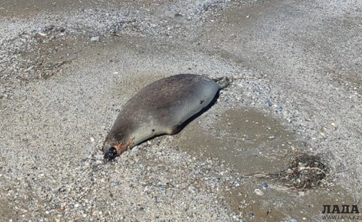 фото управления рыбной инспекции по Мангистауской области