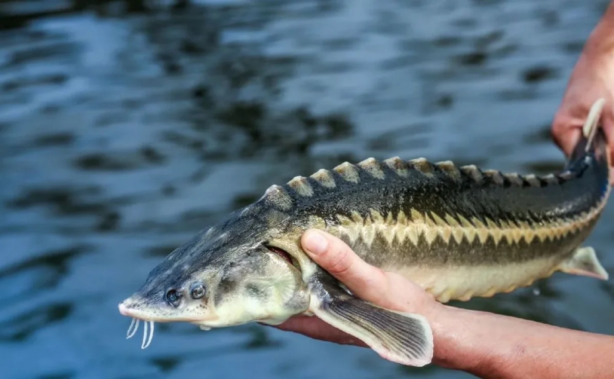 Фото с сайта media.1777.ru