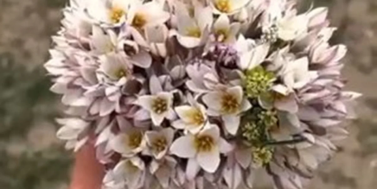 Фото: кадр из видео