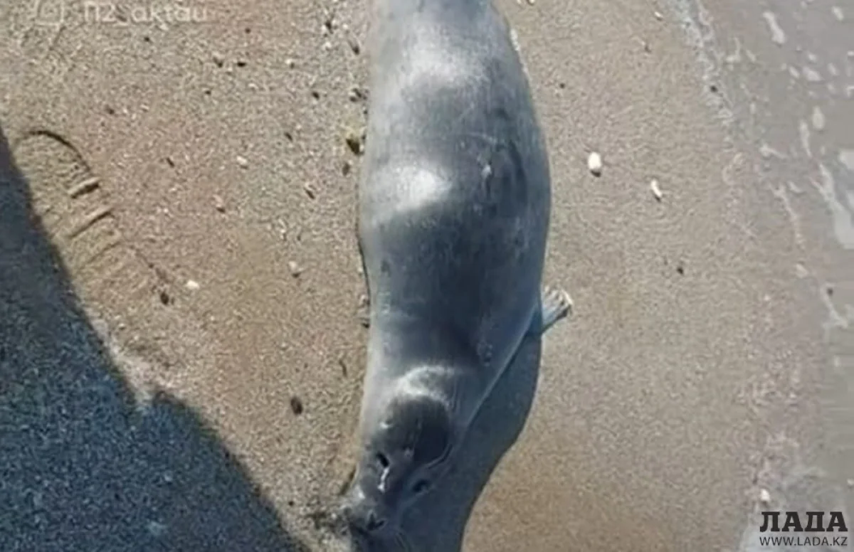 фото из архива lada.kz