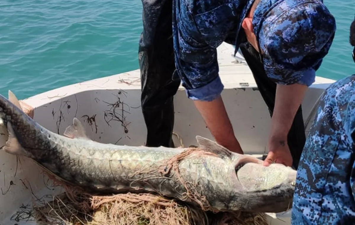 фото предоставлено управлением рыбной инспекции МО