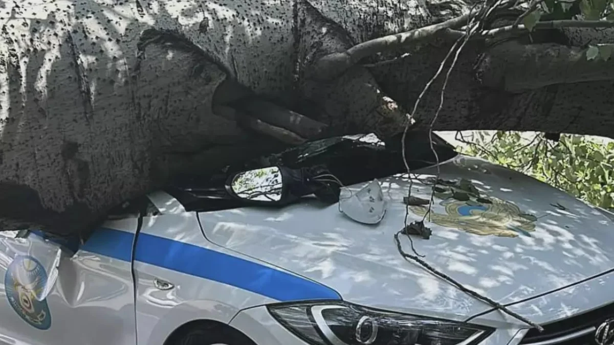 Фото: instagram.com/100baksoff Читайте больше: https://www.nur.kz/incident/emergency/2097407-derevo-upalo-na-patrulnuyu-mashinu-v-almaty-video/