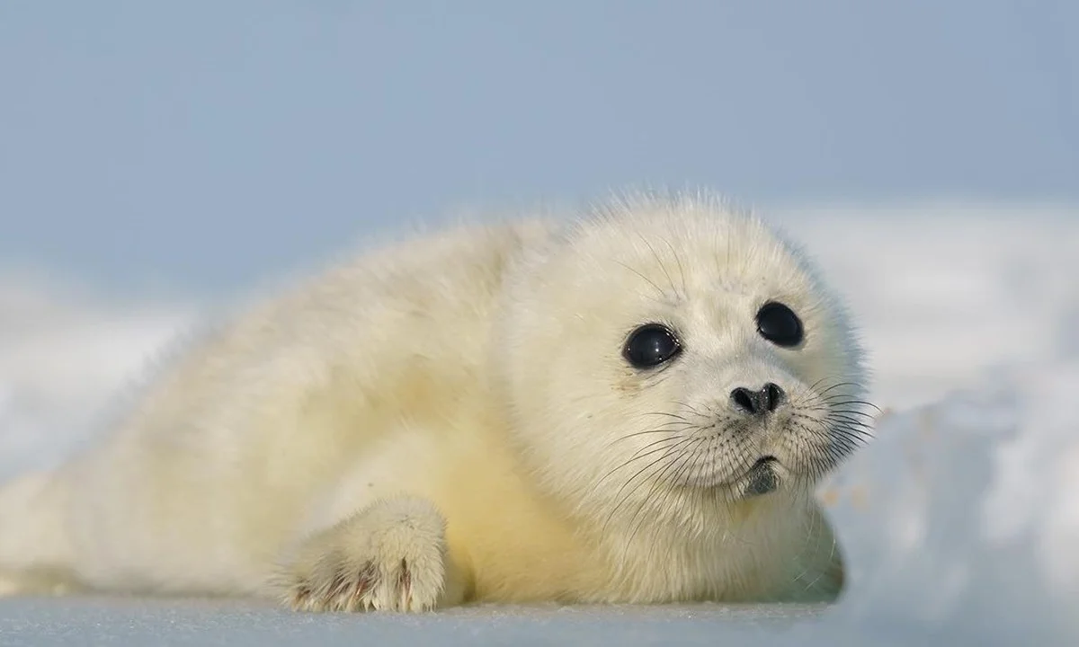 Фото: instagram.com/caspiansealrrc/