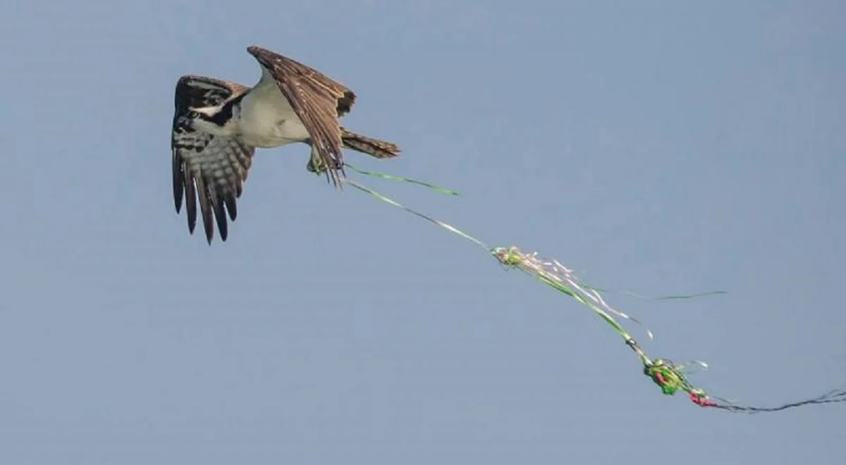 Фото с сайта greenbelarus.info