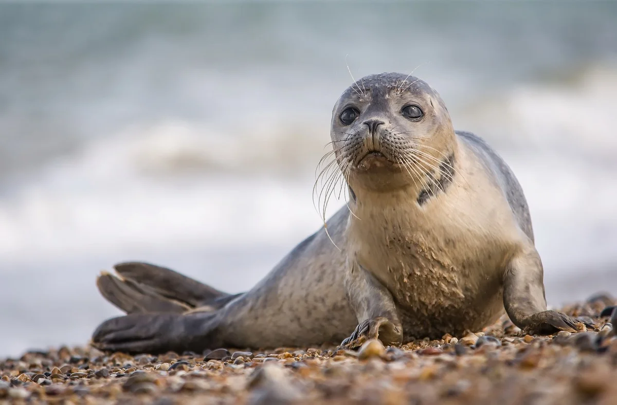 Фото с сайта img.goodfon.ru