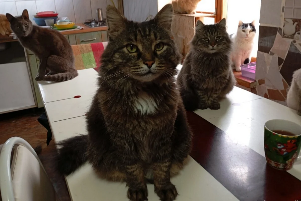 Фото предоставила основатель котодома Наталья Романова