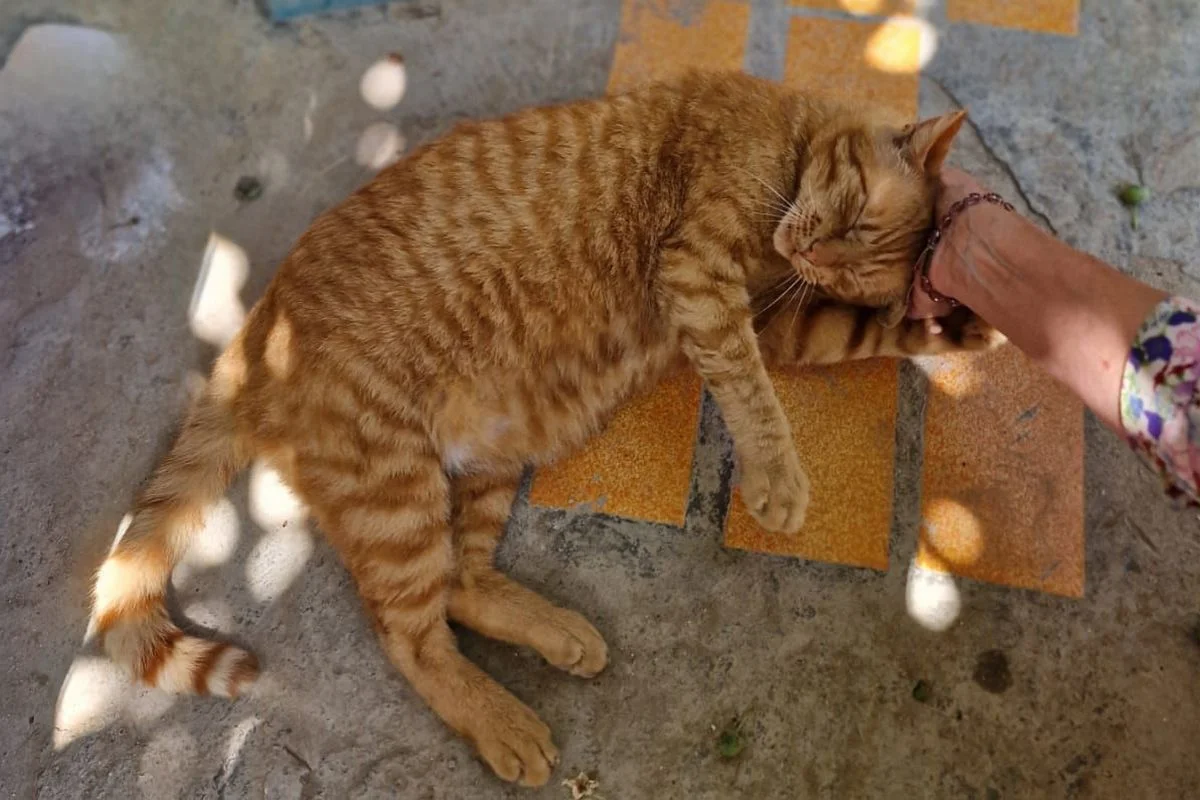 Фото предоставила основатель котодома Наталья Романова