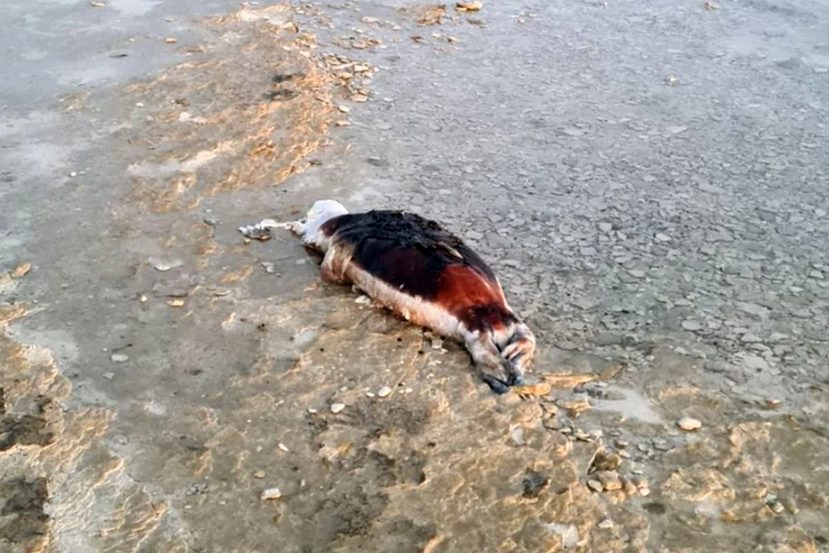 Фото очевидцев