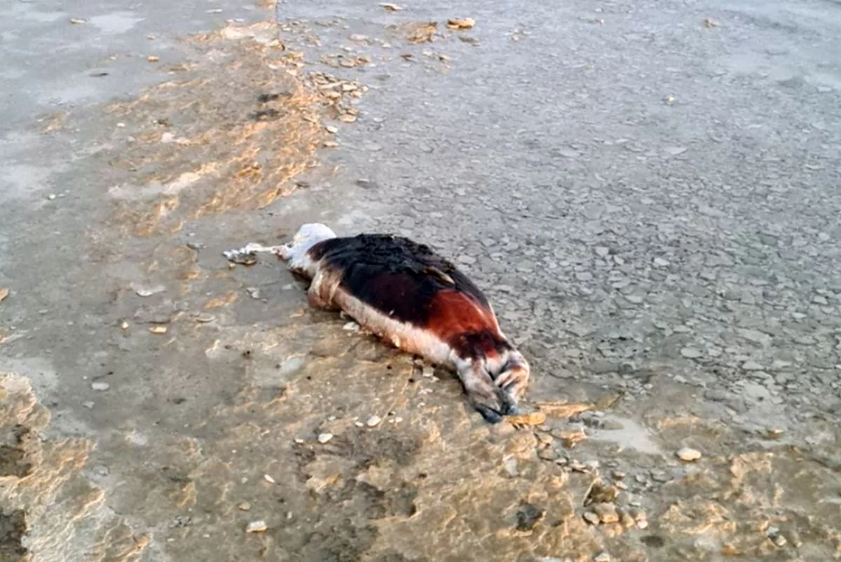 Фото предоставили отдыхающие