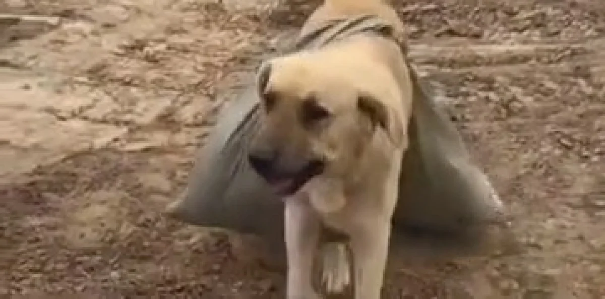 Кадр из видео