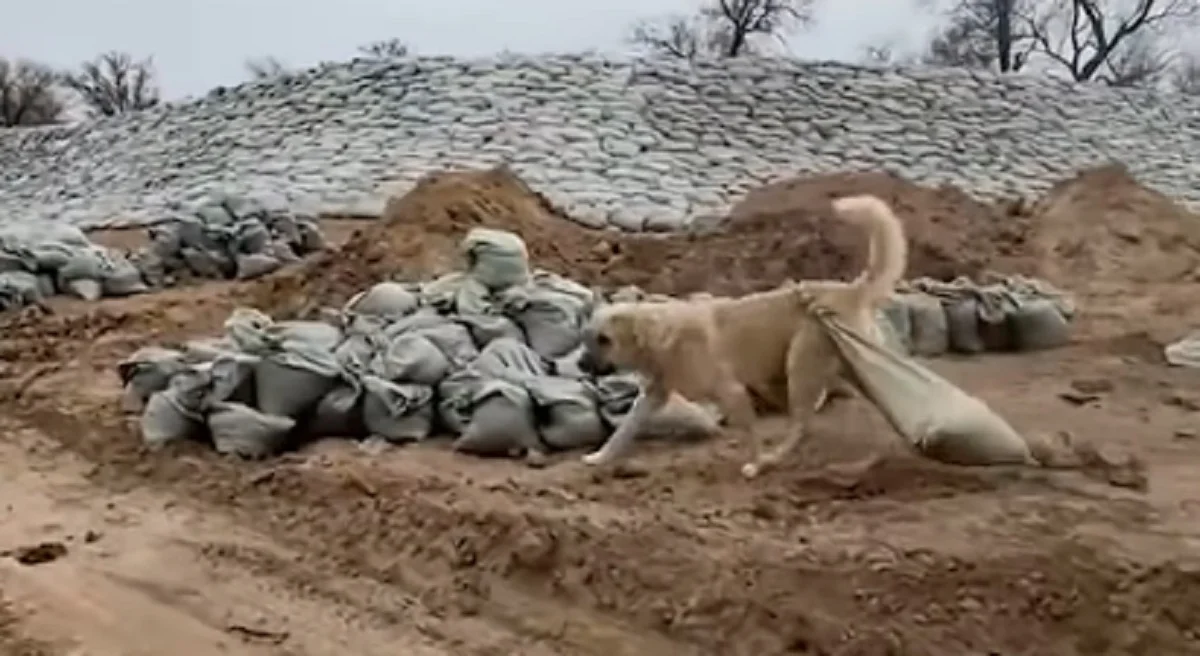 Фото: кадр видео