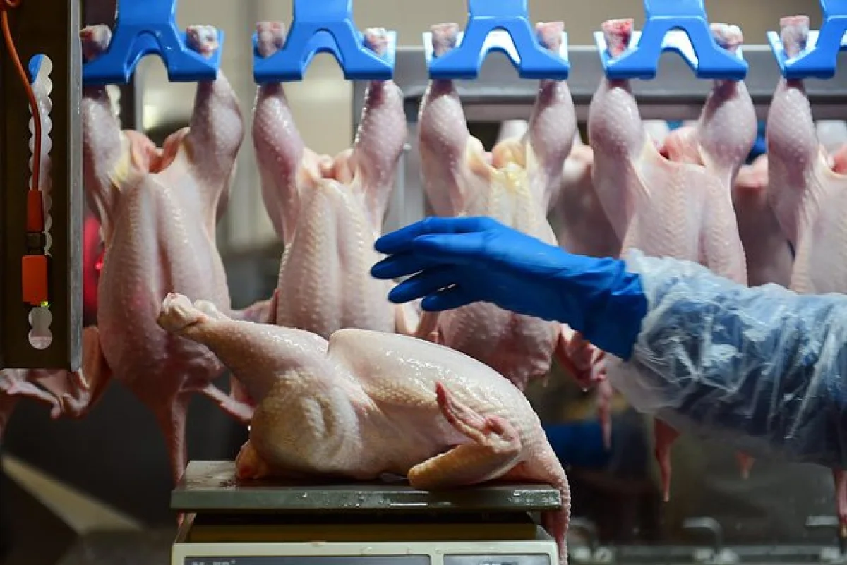 Фото: Влад Некрасов / Коммерсантъ