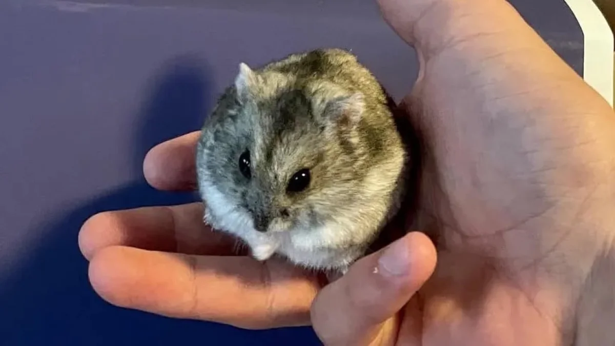 Фото: Instagram/nick.digiovanni