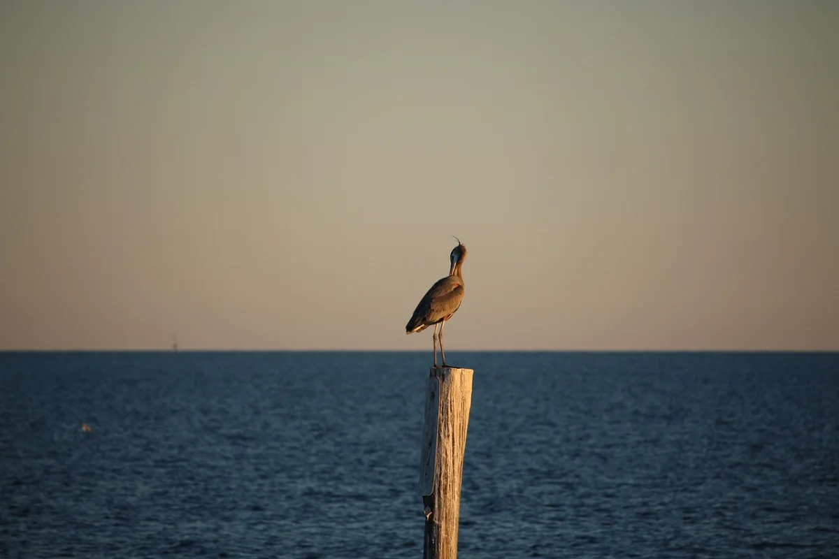 Иллюстративное фото: Pixabay