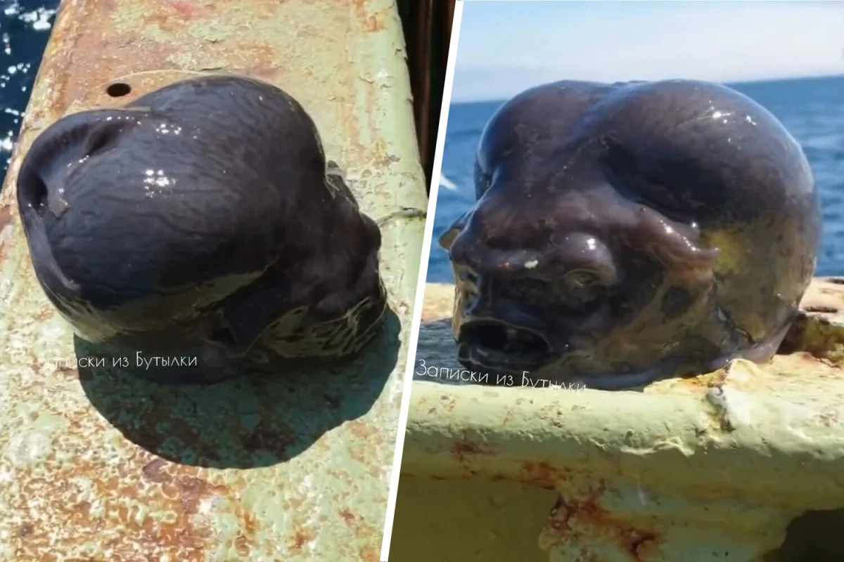 Фото: rfedortsov_official_account/Instagram