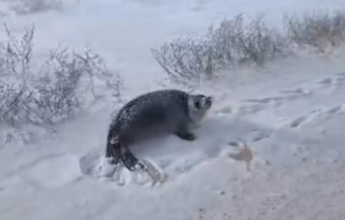 Фото; стоп-кадр из видео