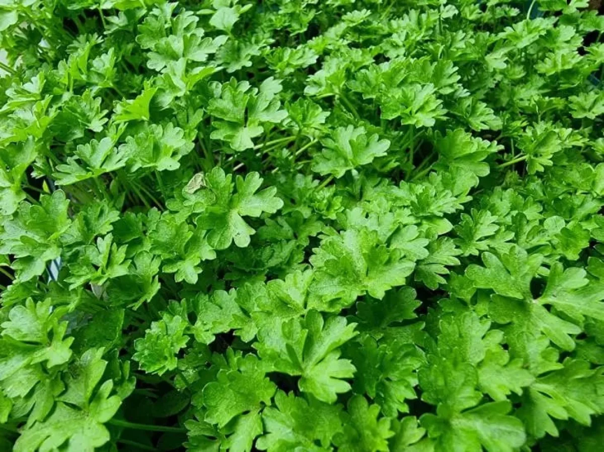 Фото: © Белновости