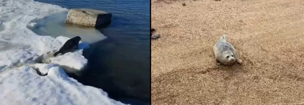 Найденные тюлени. Скриншот из видео