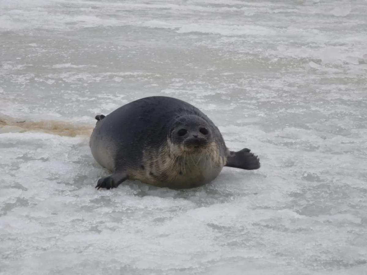 Фото пресс-службы Комитета рыбного хозяйства МСХ РК