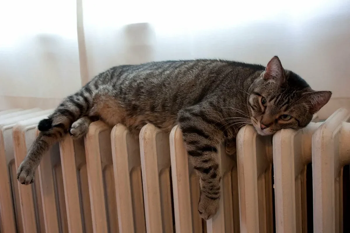 Фото с сайта dzen.ru