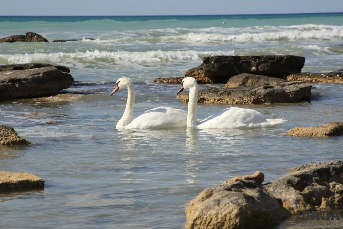 Лебеди. Фото из архива