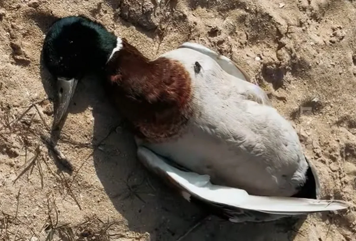 Фото: кадр видео