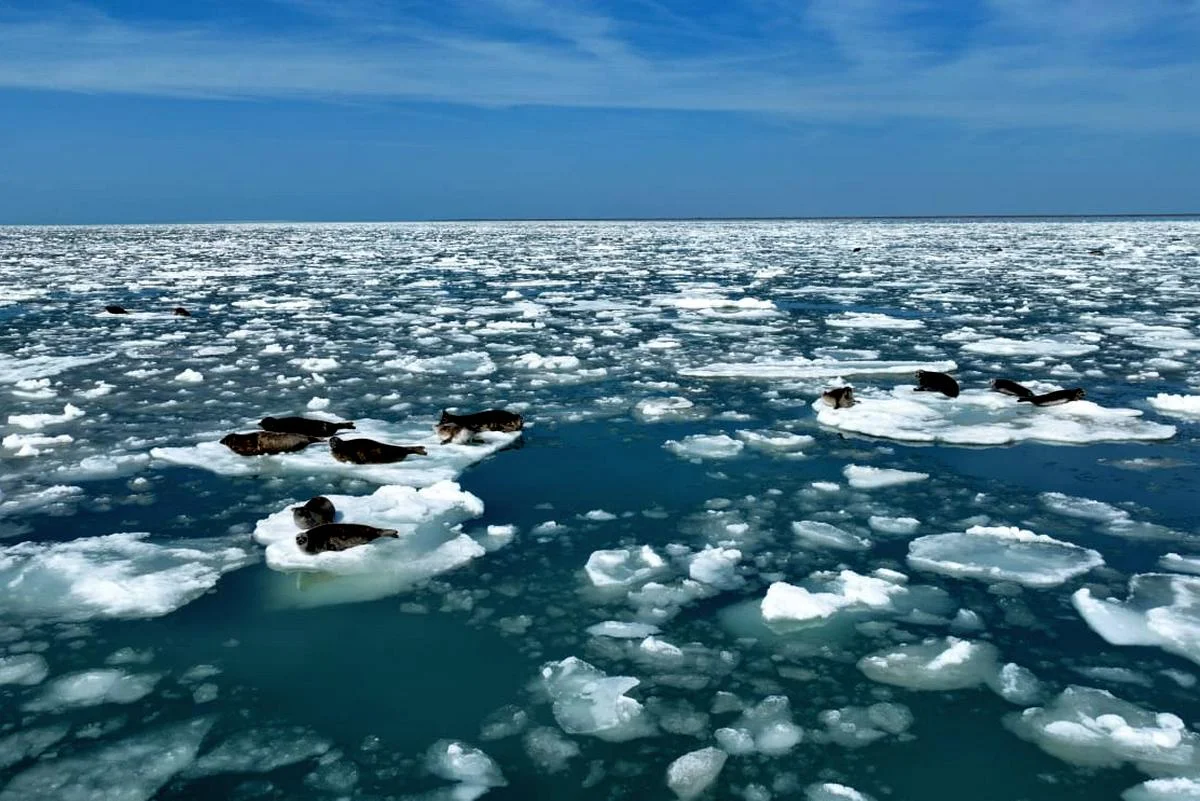 Фото предоставили в управлении рыбной инспекции Мангистауской области