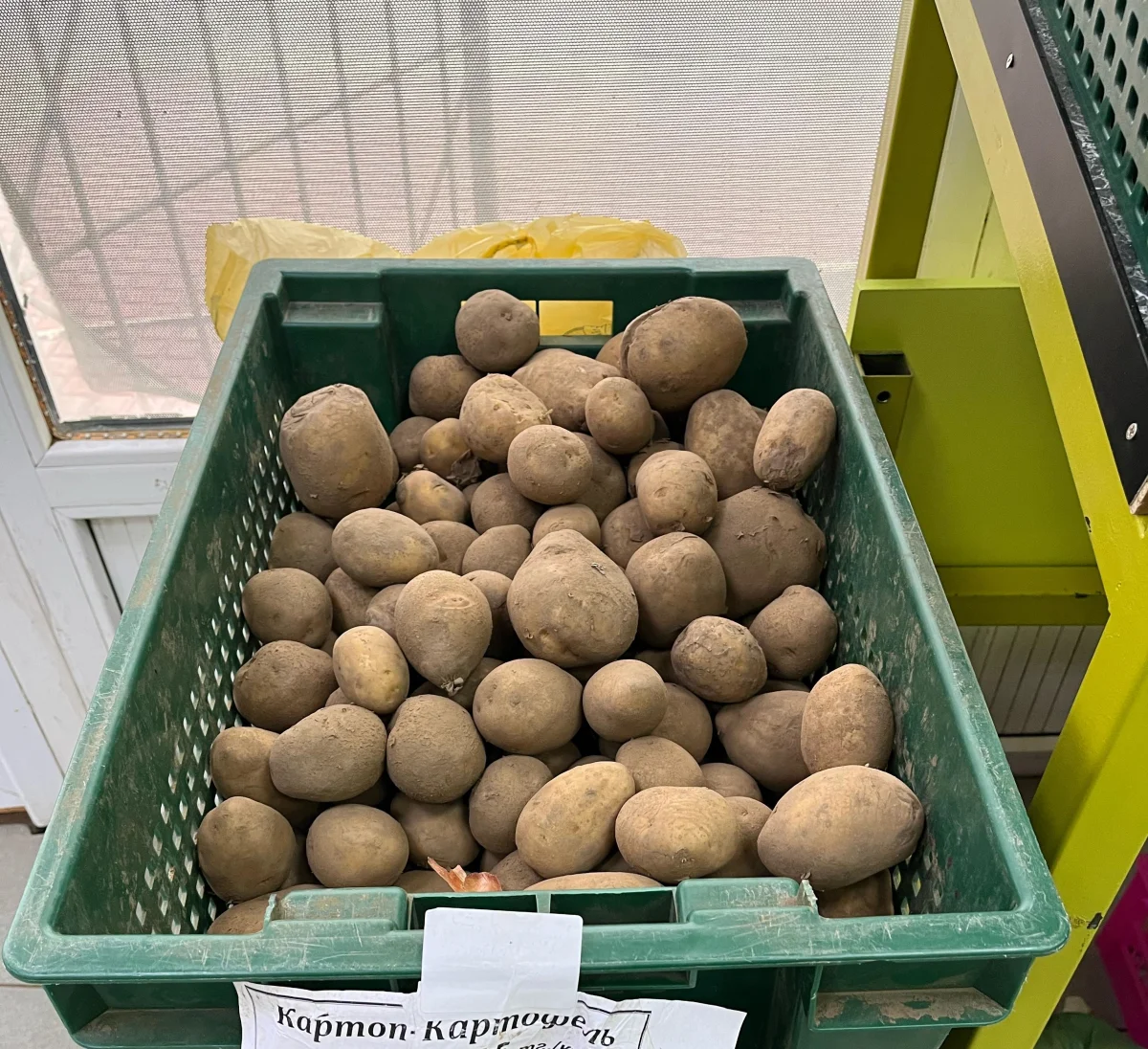 Картофель. Фото автора