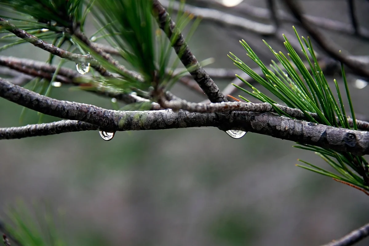 Иллюстративное фото: Pixabay