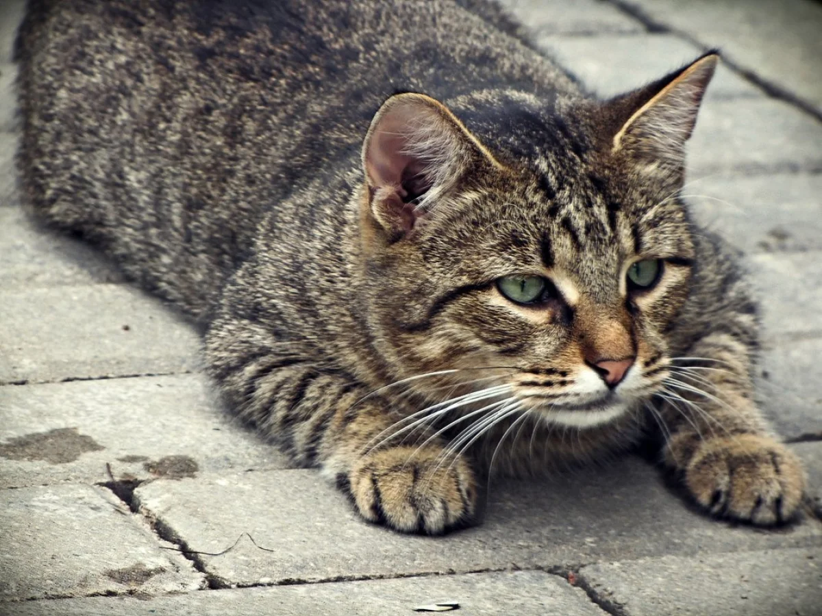 Фото: pixabay