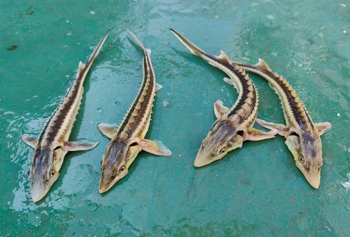 Фото: fishnews.ru