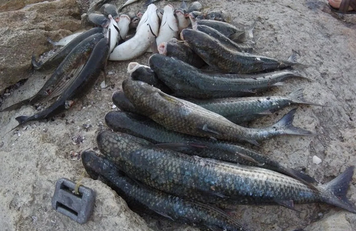 Иллюстративное фото с сайта youtube.com/Yevgeniy Khvan