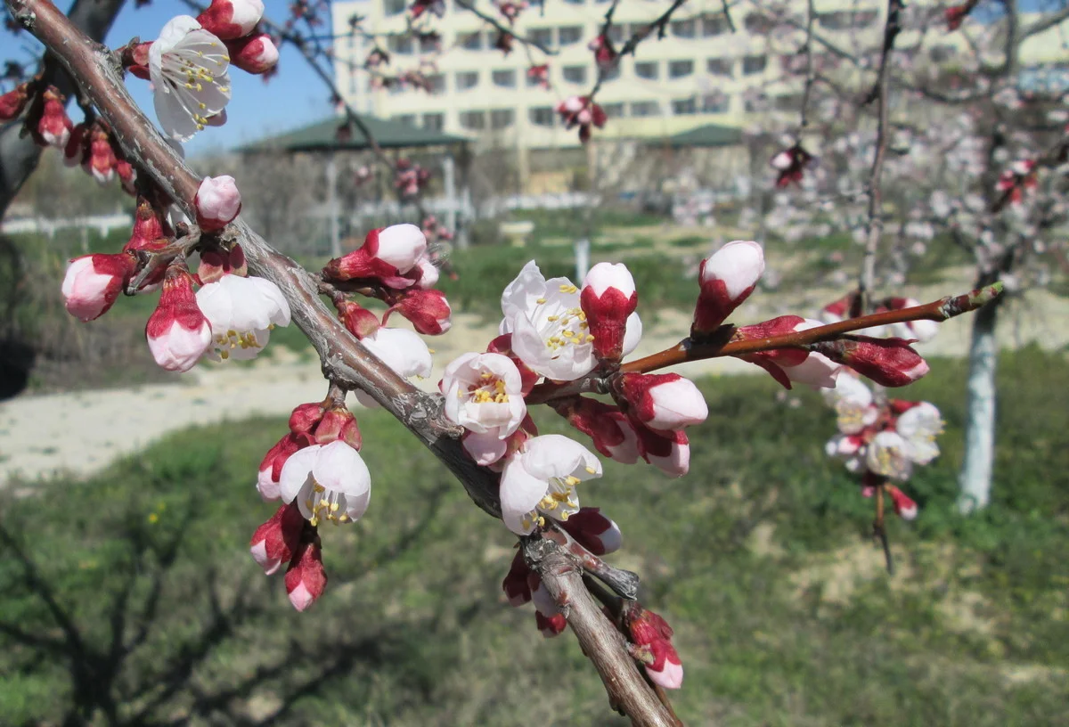 Фото: Lada.kz / Ольга Ярославская