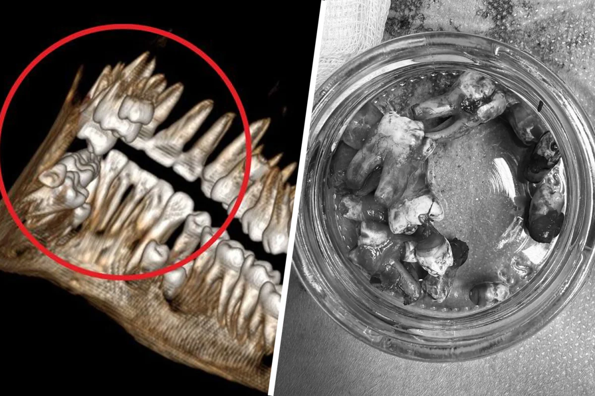 Фото: Telegram-канал Детский центр им. Рошаля