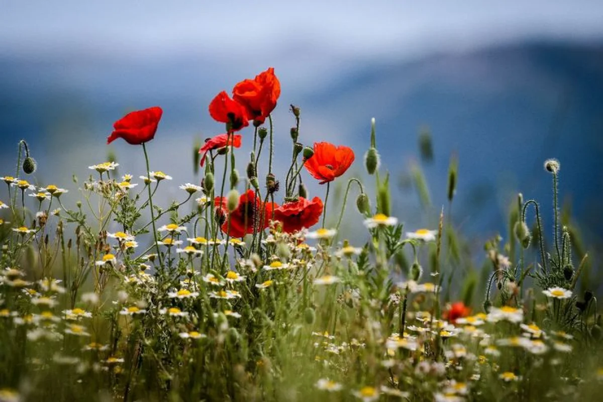 Фото: ru.pinterest.com