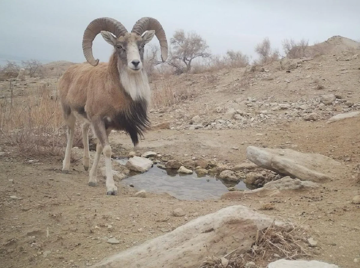 Фото: @ustirt_kz / Instagram