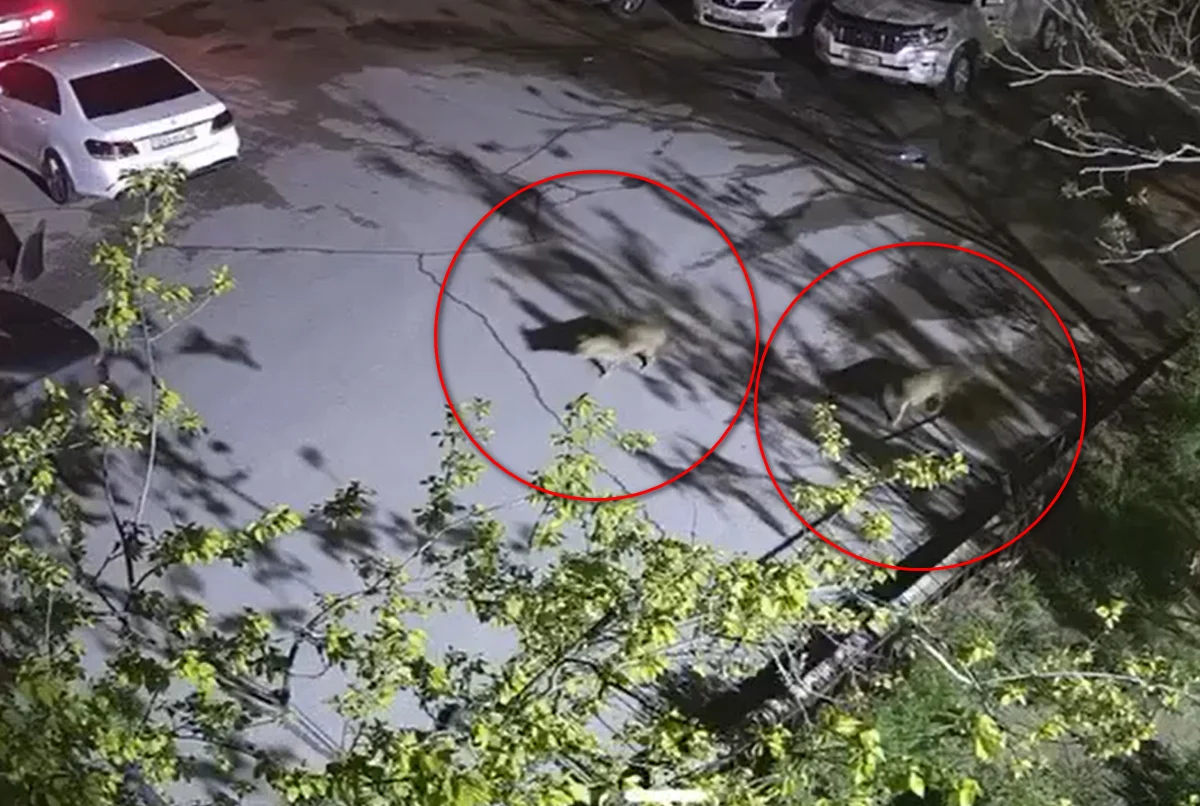 Фото: кадр видео