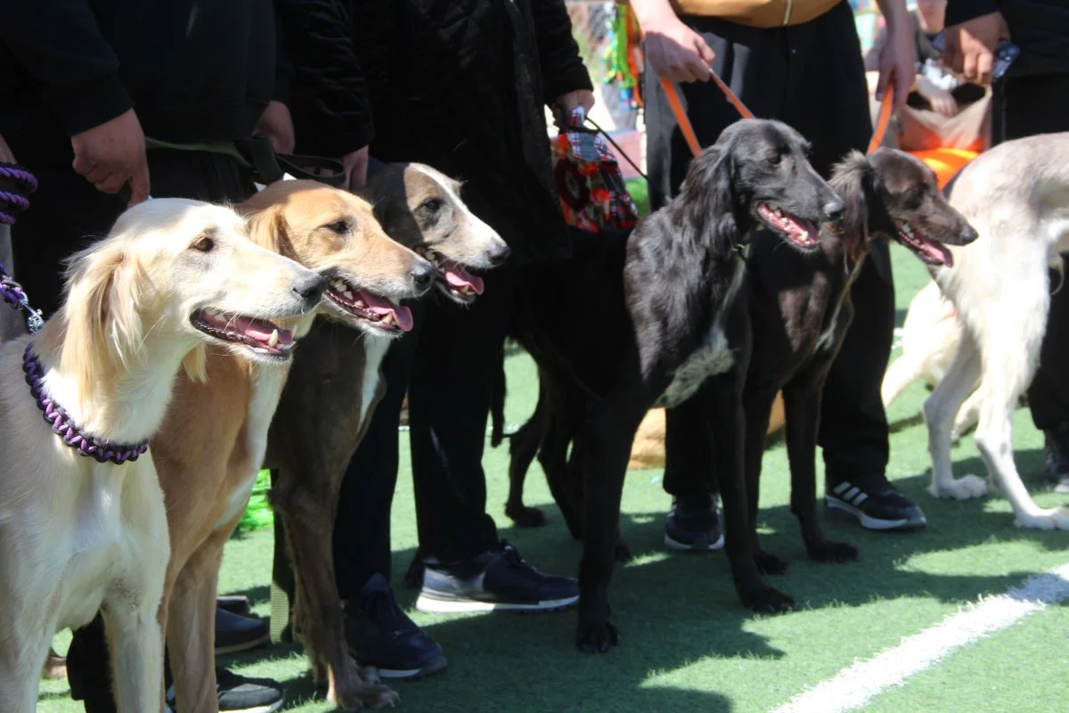 На выставке. Фото: Ольга Ярославская/Lada.kz