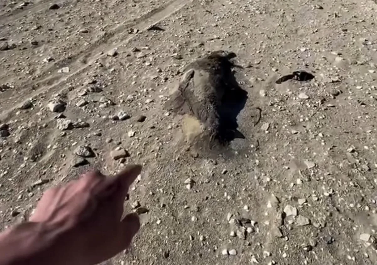 Фото: кадр видео