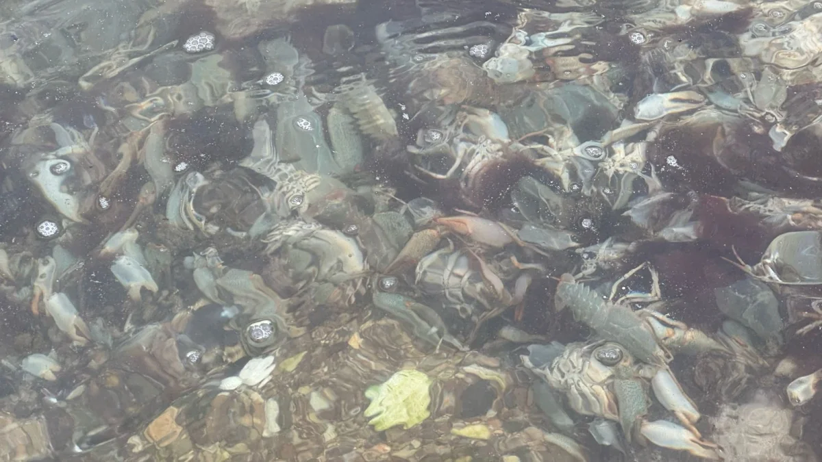 Мертвые раки. Фото читателей