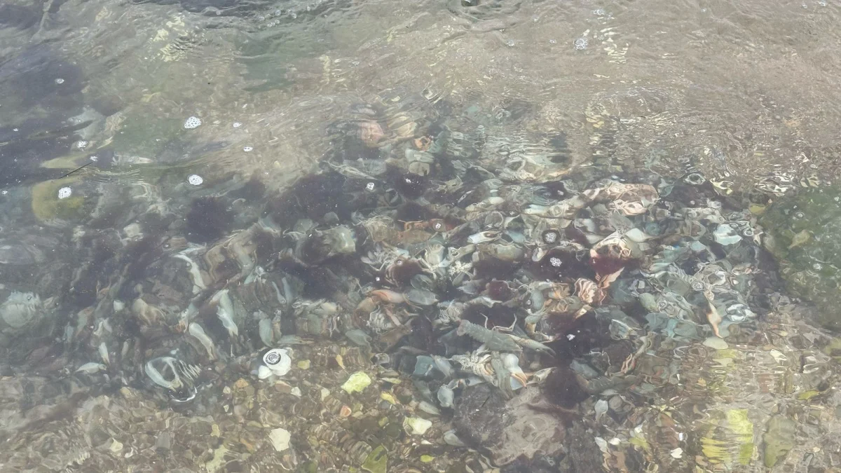 Мертвые раки. Фото читателя