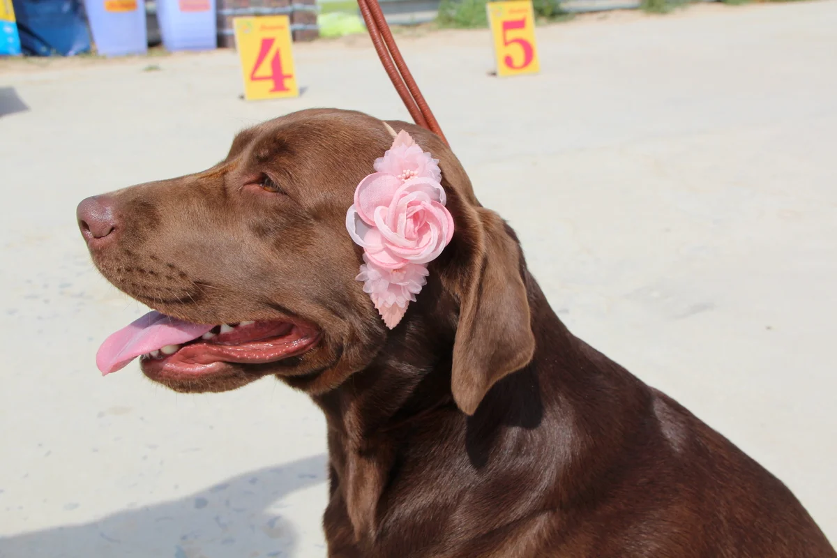 На выставке собак. Фото: О. Ярославская/Lada.kz