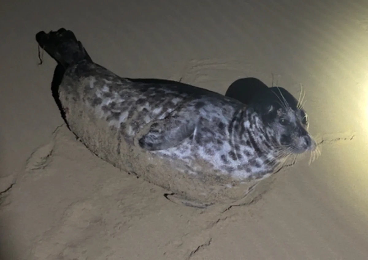 Фото: кадр видео