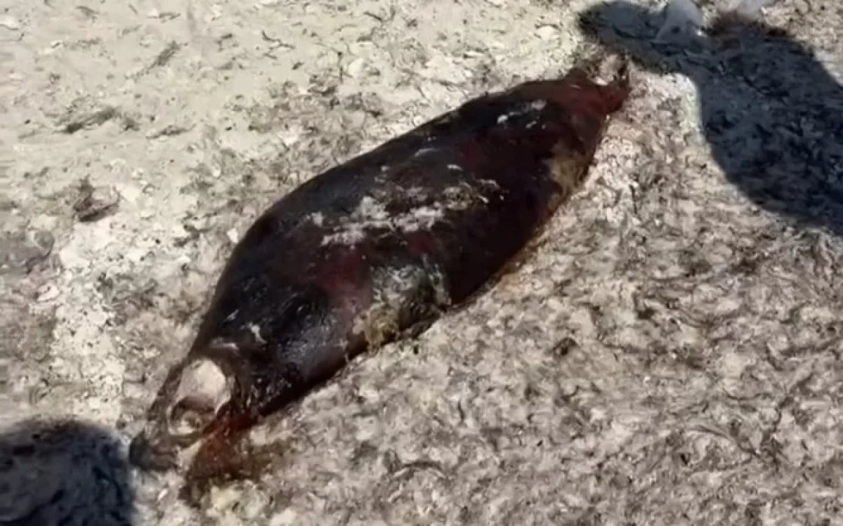 Туша тюленя. Скриншот inform.kz