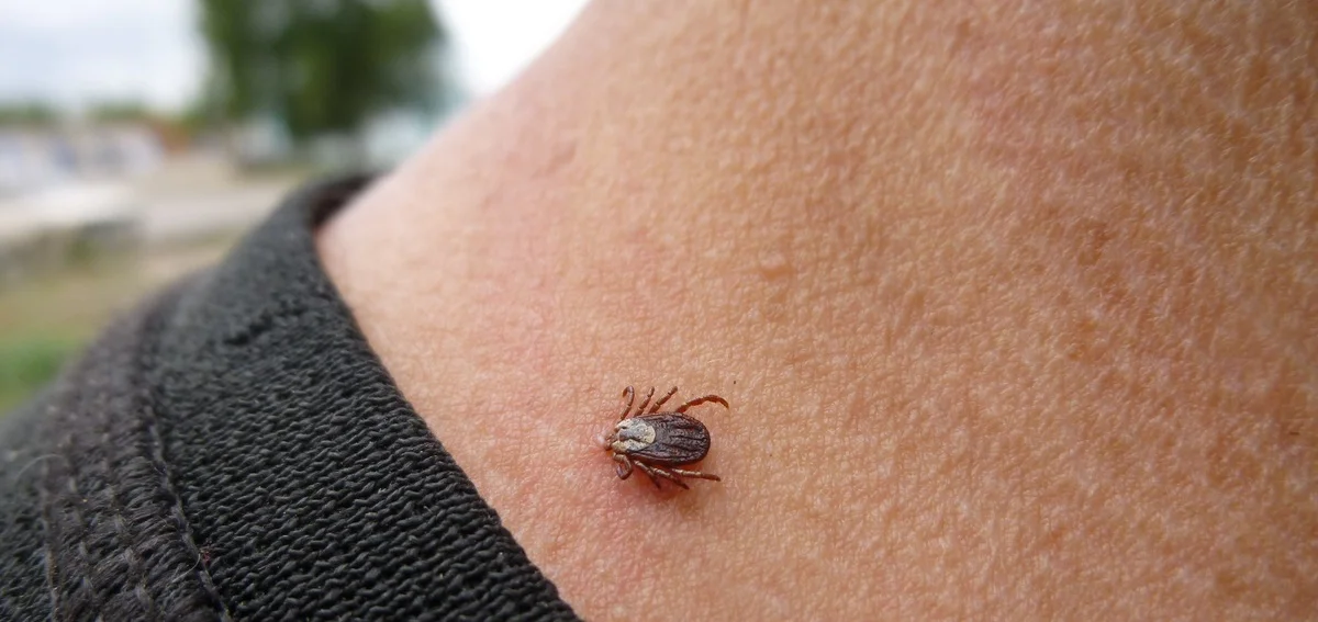 Фото с сайта gardex.ru