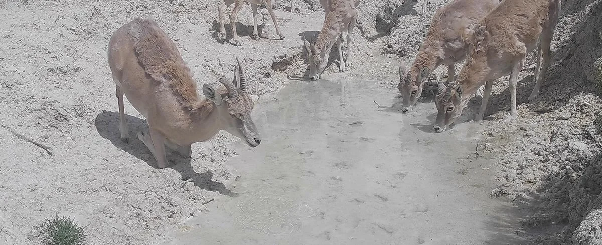 Молодые муфлоны. Фото предоставил М.Каратауов