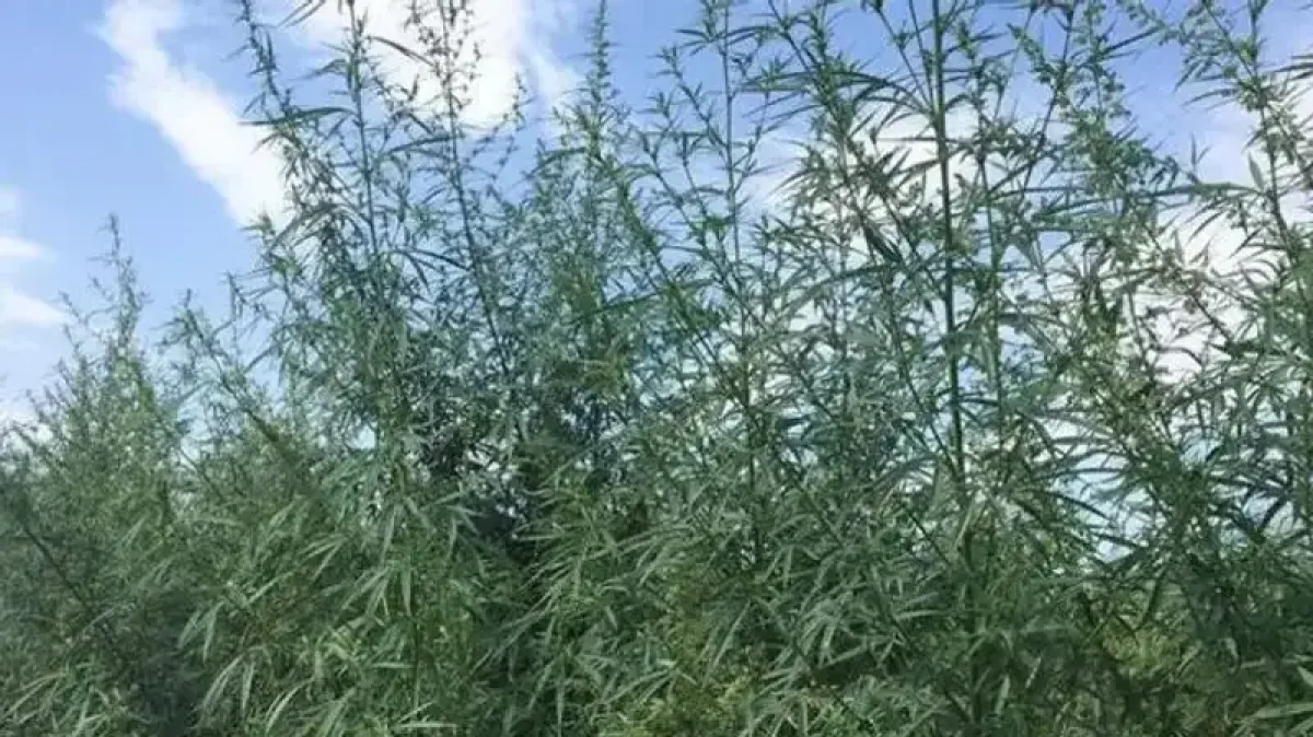 Фото pixabay.com