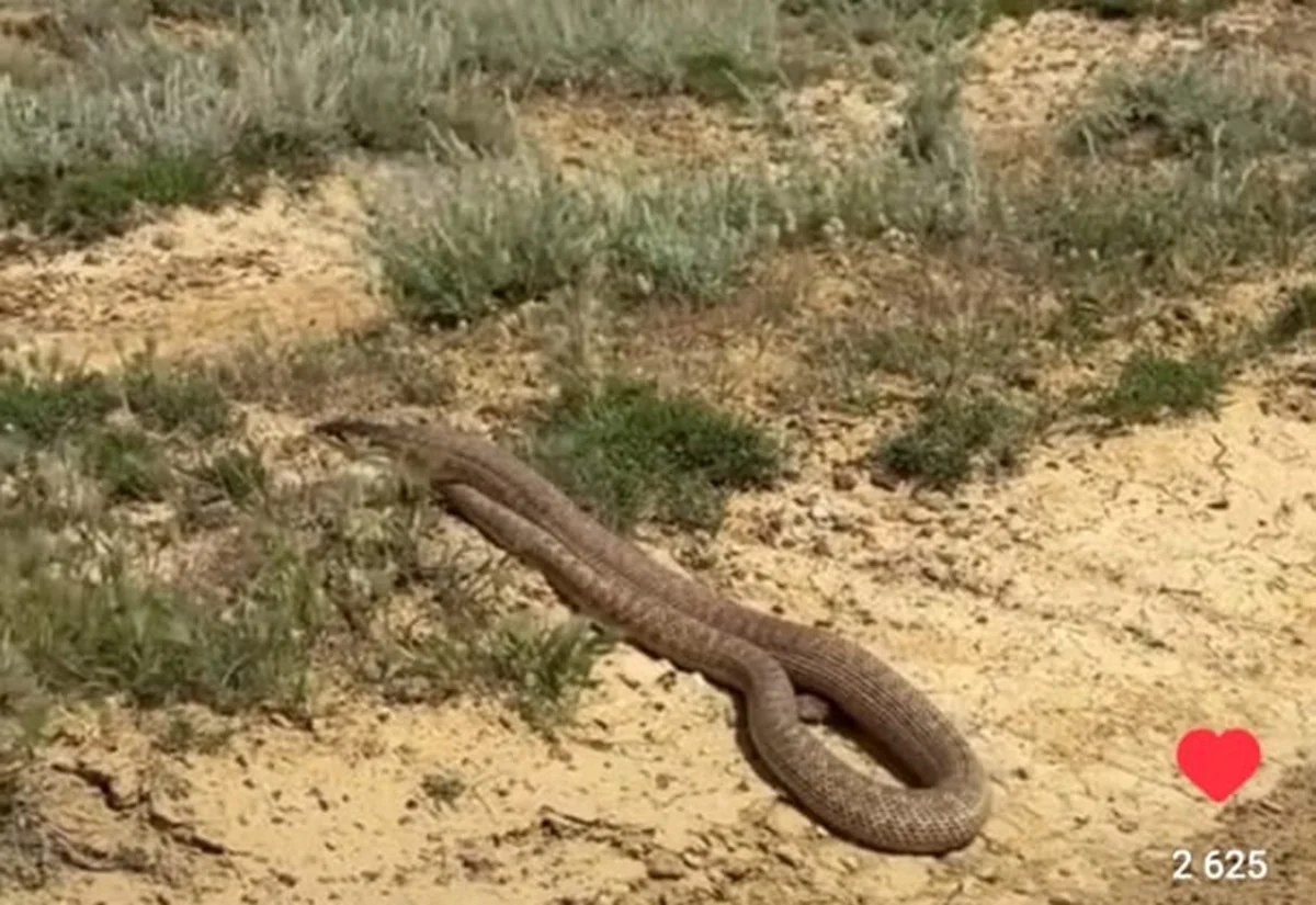 стоп-кадр из видео